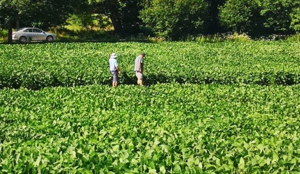 Summer Open House Highlights Cereals and Oilseeds Summer Open House Highlights Cereals and Oilseeds