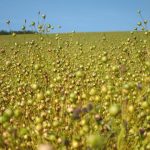Camelina growing in a field.